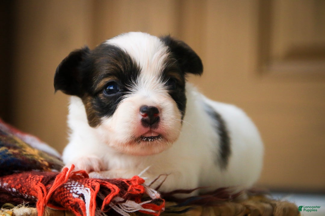 Papillon dogs Cosette Papillon  - Ad 2