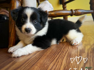 Mixed Breed dogs Star - Ad 7