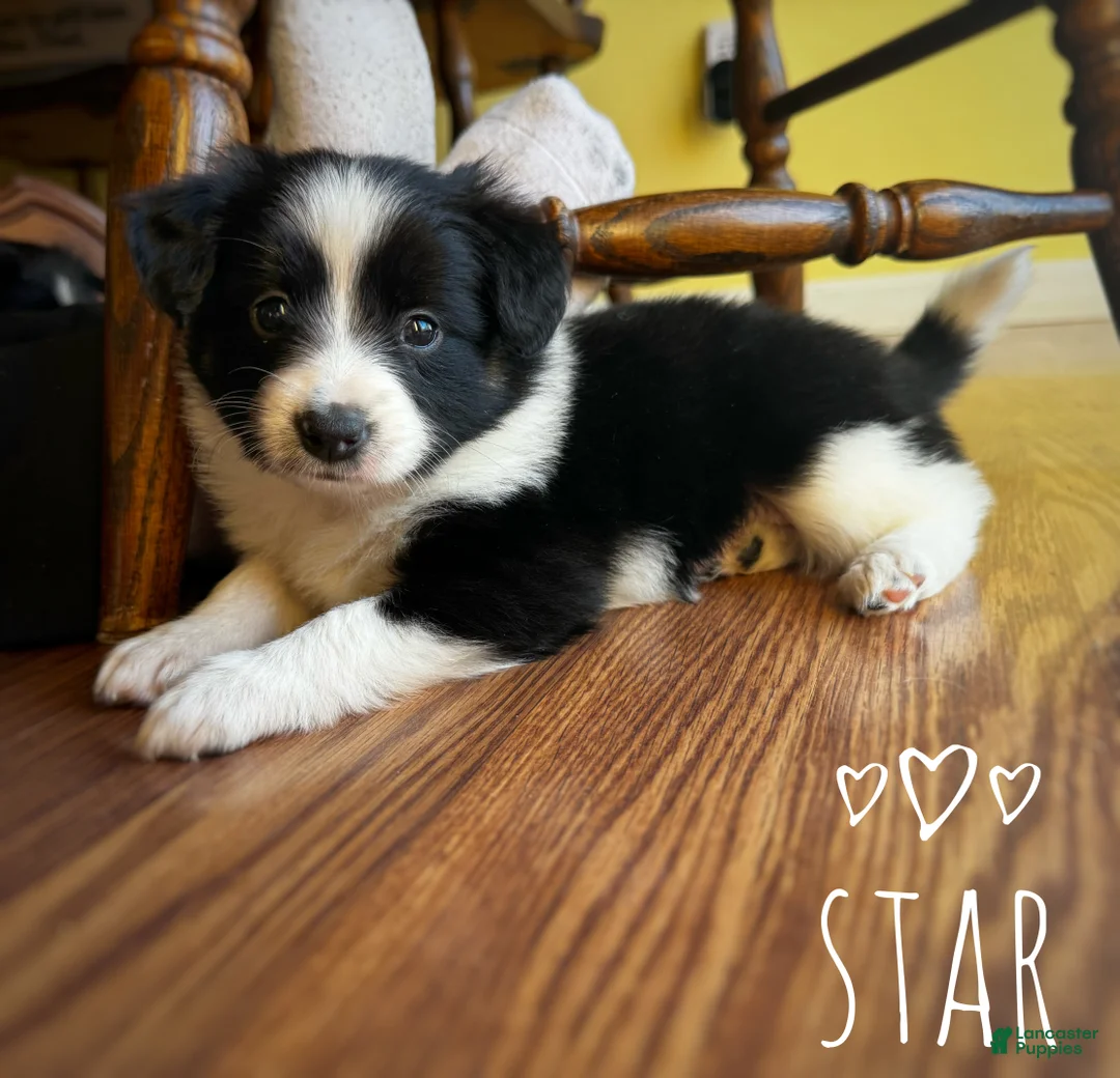 Mixed Breed dogs for sale: SOLD.  J - Female - Ad 7