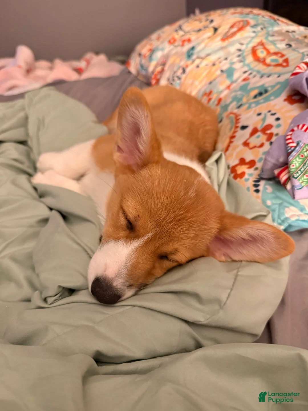 Welsh Corgi Pembroke dogs for sale: Welsh Corgi Pembroke Puppy 1 - Ad 2
