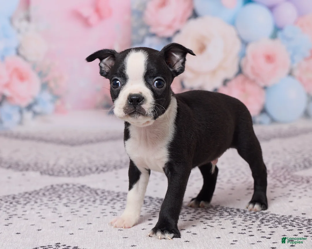 Boston Terrier dogs for sale: Jerry - Ad 5