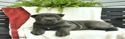 Cane Corso dogs for sale: Diesel  - Ad 2