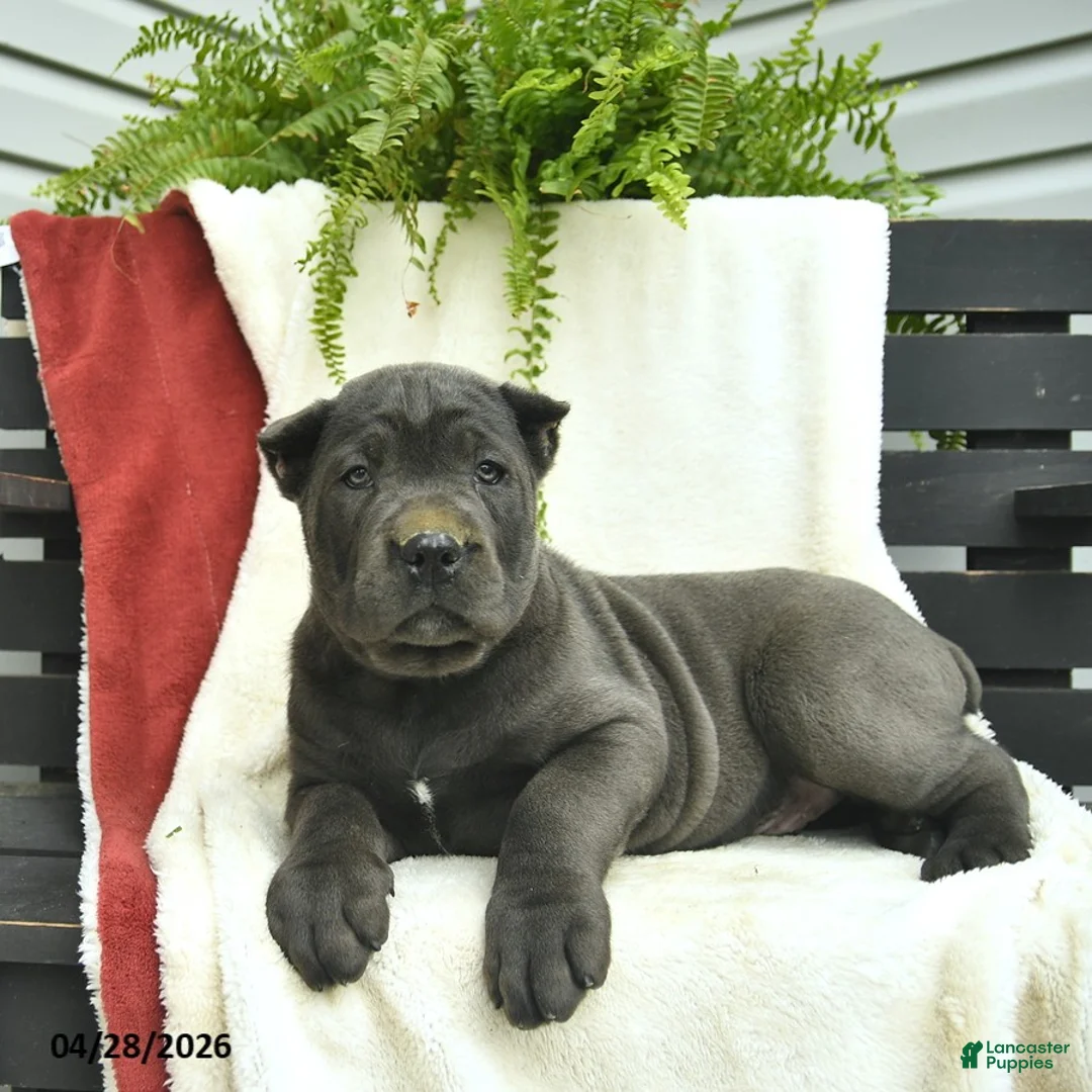 Cane Corso dogs for sale: Diesel  - Ad 2