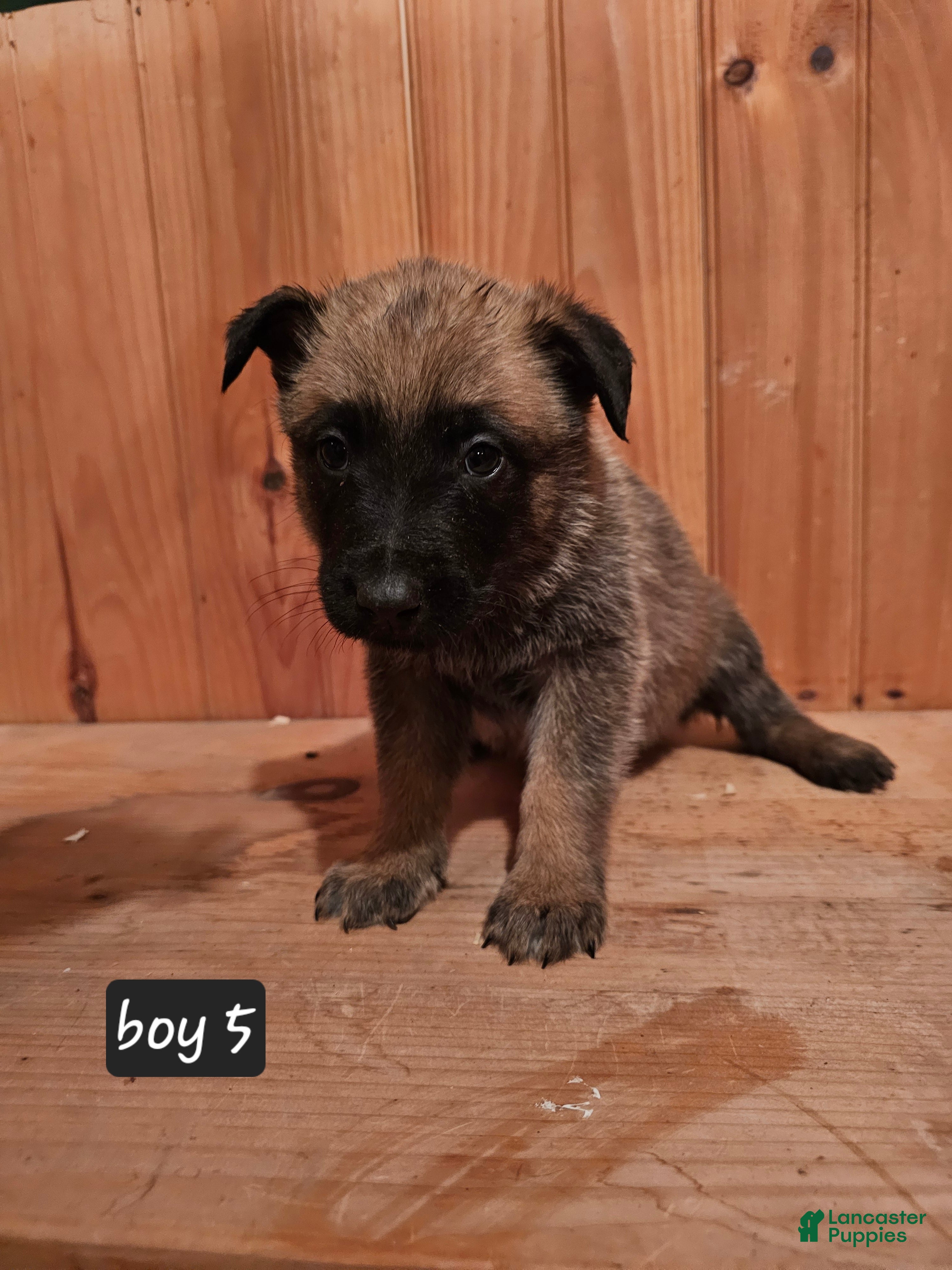 Belgian Malinois dogs Belgian Malinois Puppy 5 - Ad 5