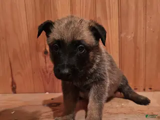 Belgian Malinois dogs Belgian Malinois Puppy 5 - Ad 5