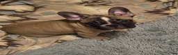 French Bulldog dogs for sale: Frankie - Ad 10