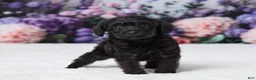 Yorkiepoo dogs for sale: Ronda - Ad 4