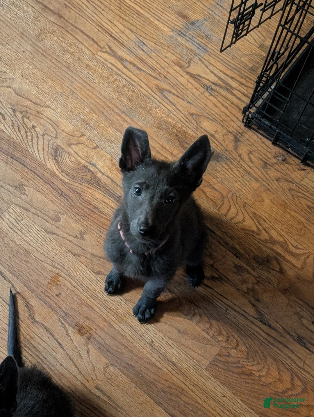Sheprador dogs for sale: Sheprador 5 - Ad 2