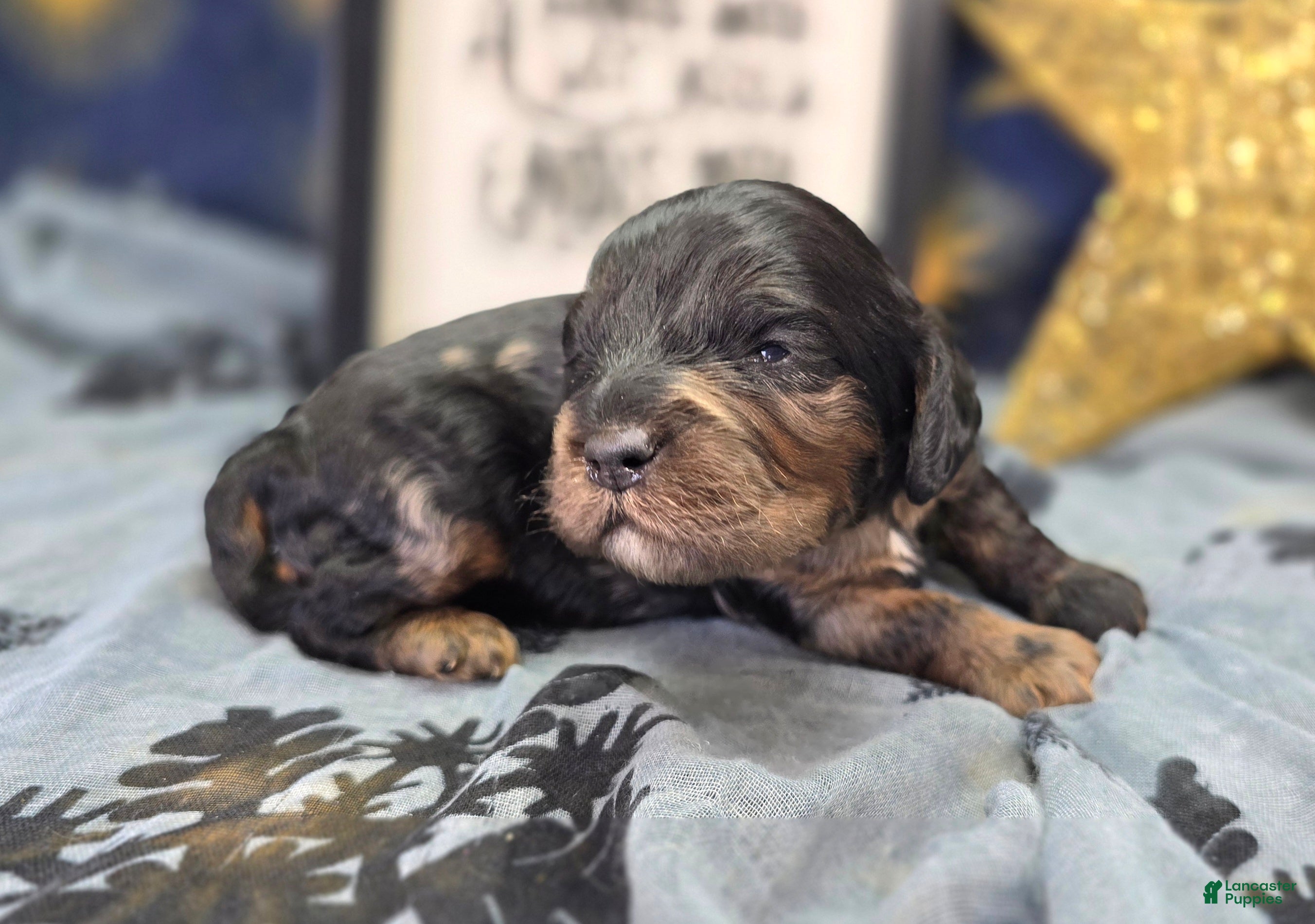 Cockapoo dogs Mayor Augustus  - Ad 7