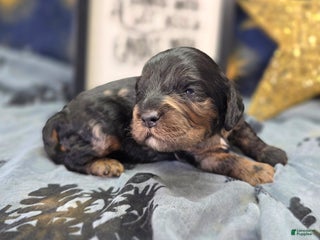 Cockapoo dogs Mayor Augustus - Ad 7