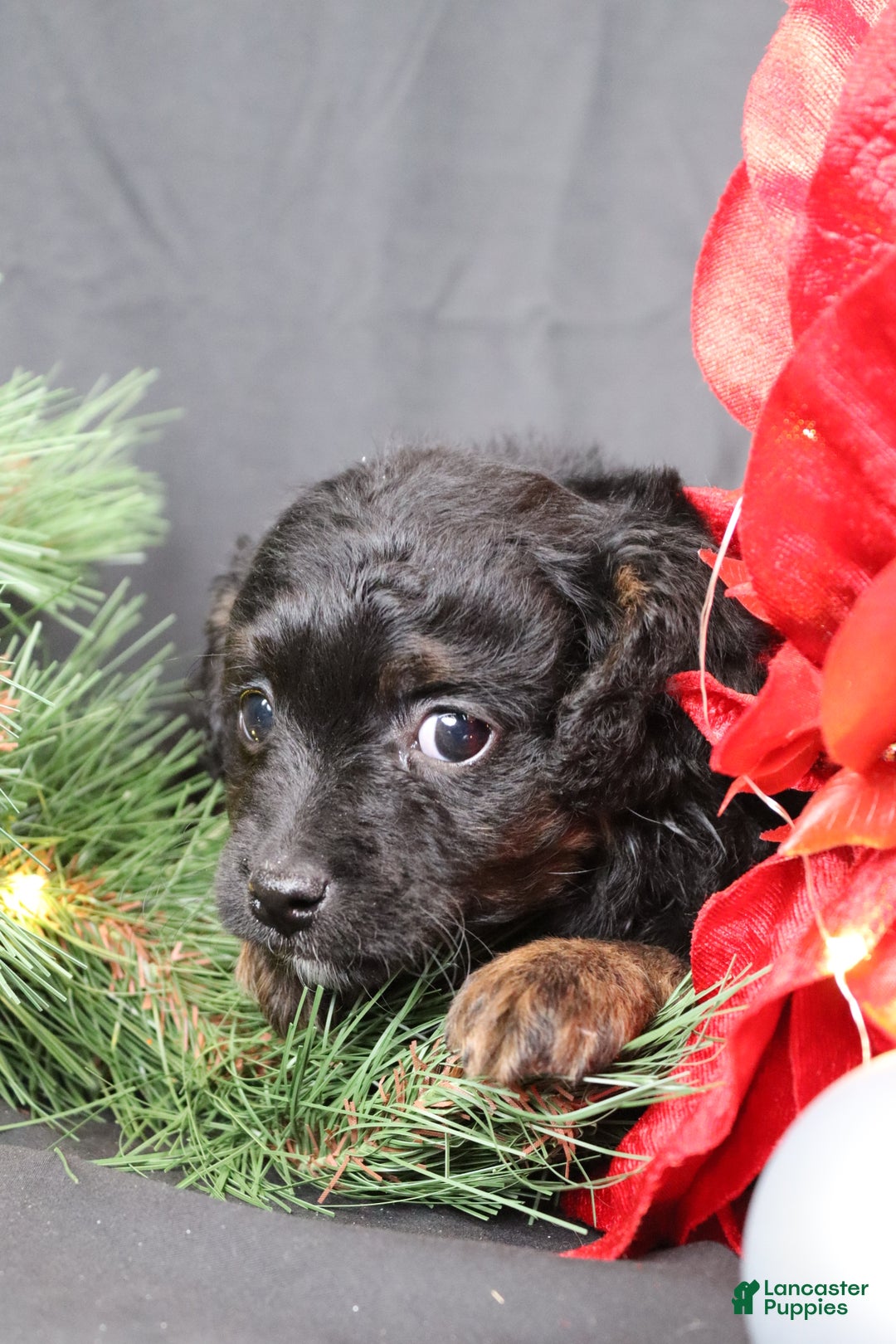 Cavapoo dogs for sale: Cane - Ad 2