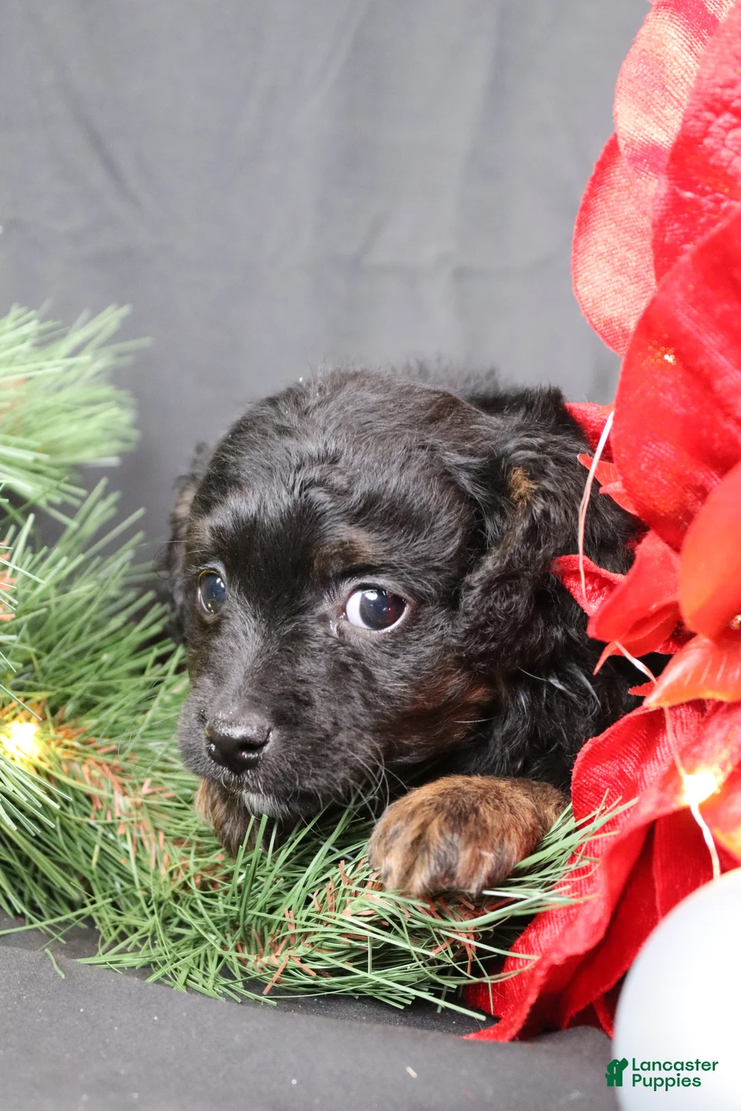 Cavapoo dogs for sale: Cane - Ad 3