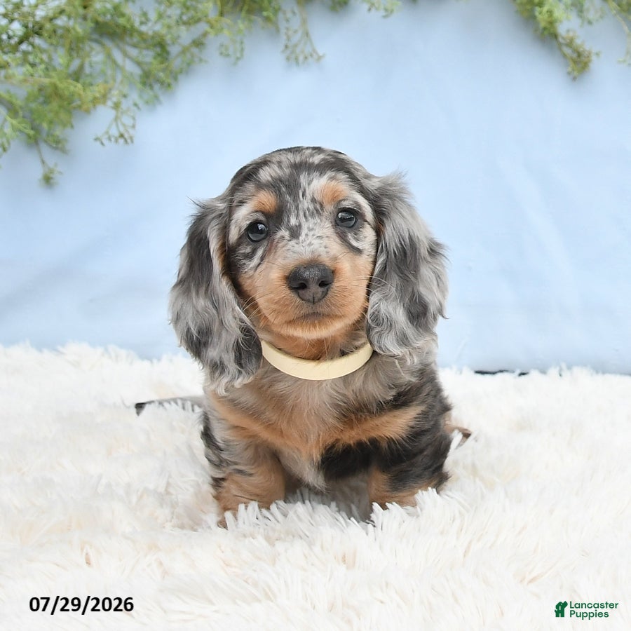 Miniature Dachshund dogs Tash - Ad 1