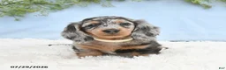 Miniature Dachshund dogs for sale: Tash - Ad 1