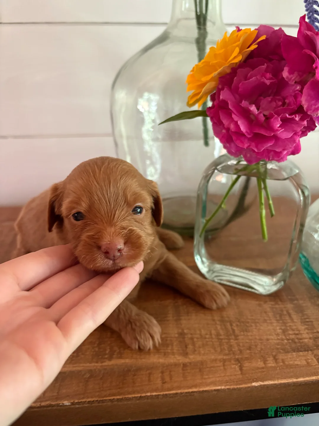 Mini Aussiedoodle dogs for sale: Mac - Ad 2