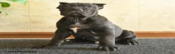Cane Corso dogs for sale: Yukon - Ad 4