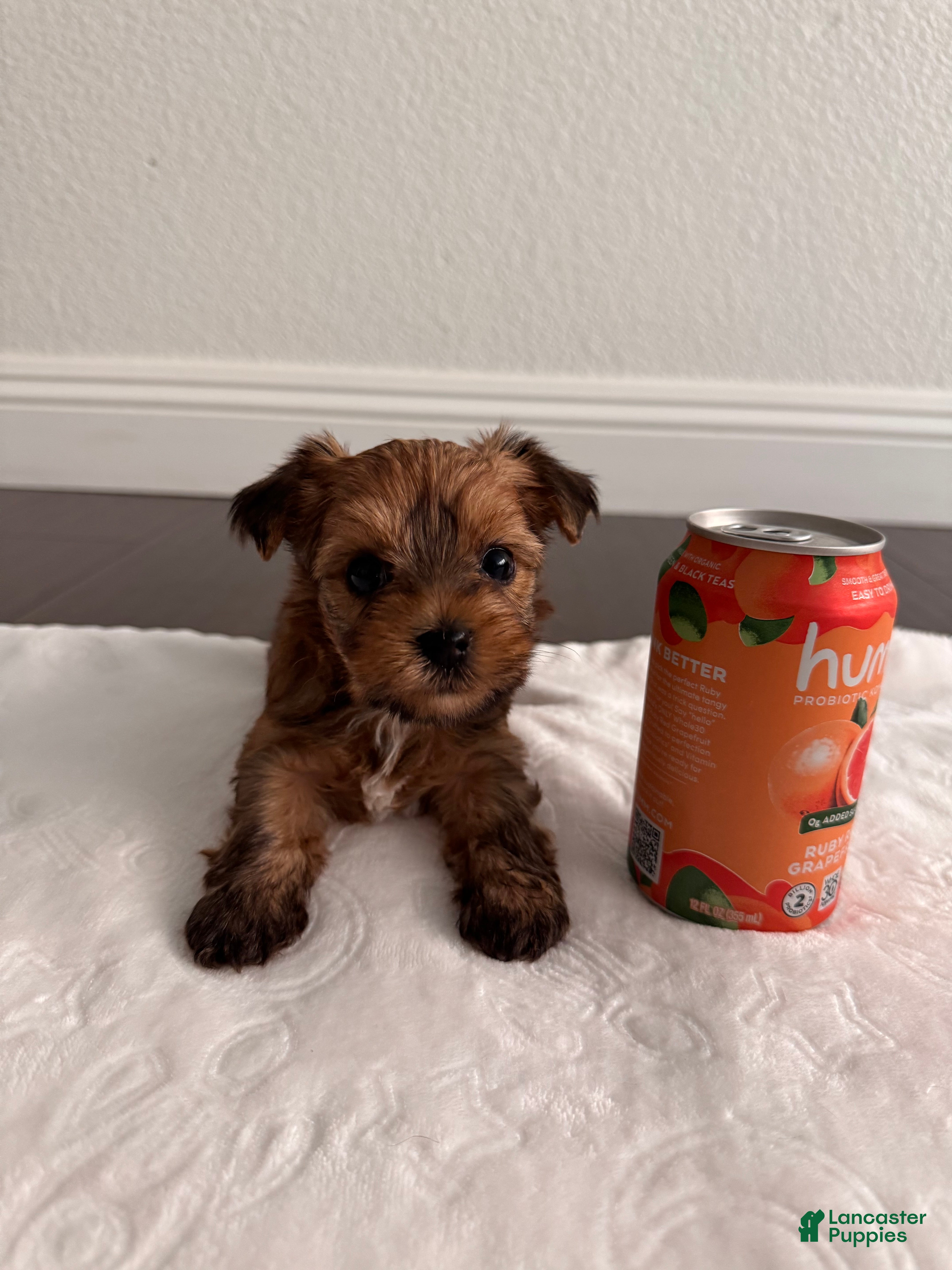 Yorkshire Terrier dogs Female Yorkshire Terrier 3 - Ad 1