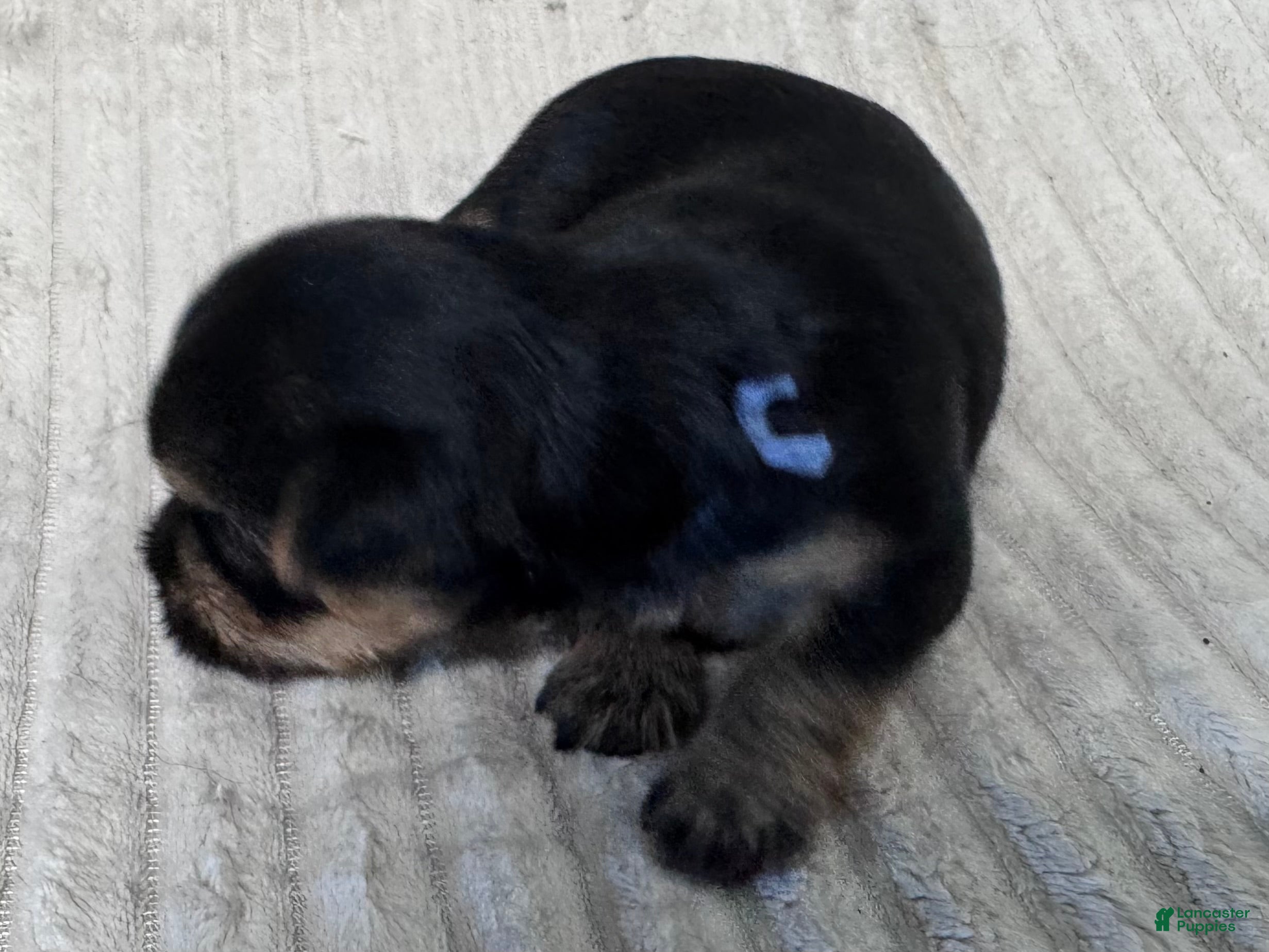 Yorkshire Terrier dogs Yorkshire Terrier 5 - Ad 2