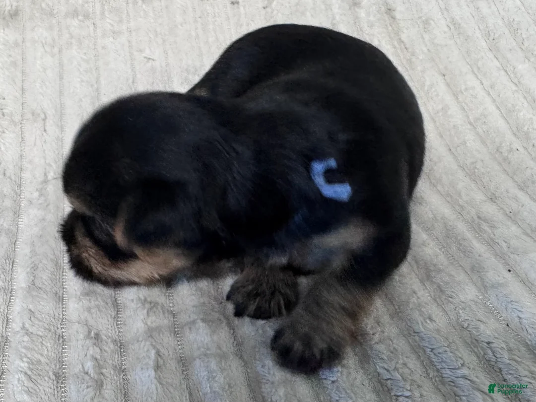 Yorkshire Terrier dogs for sale: Yorkshire Terrier 5 - Ad 2