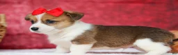 Welsh Corgi Pembroke dogs for sale:   Arlo💙 - Ad 3