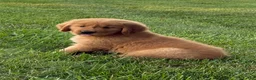 Golden Retriever dogs for sale: Max - Ad 3