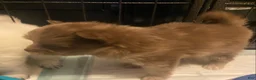 Pomeranian dogs for sale: Pomeranian 3 - Ad 4