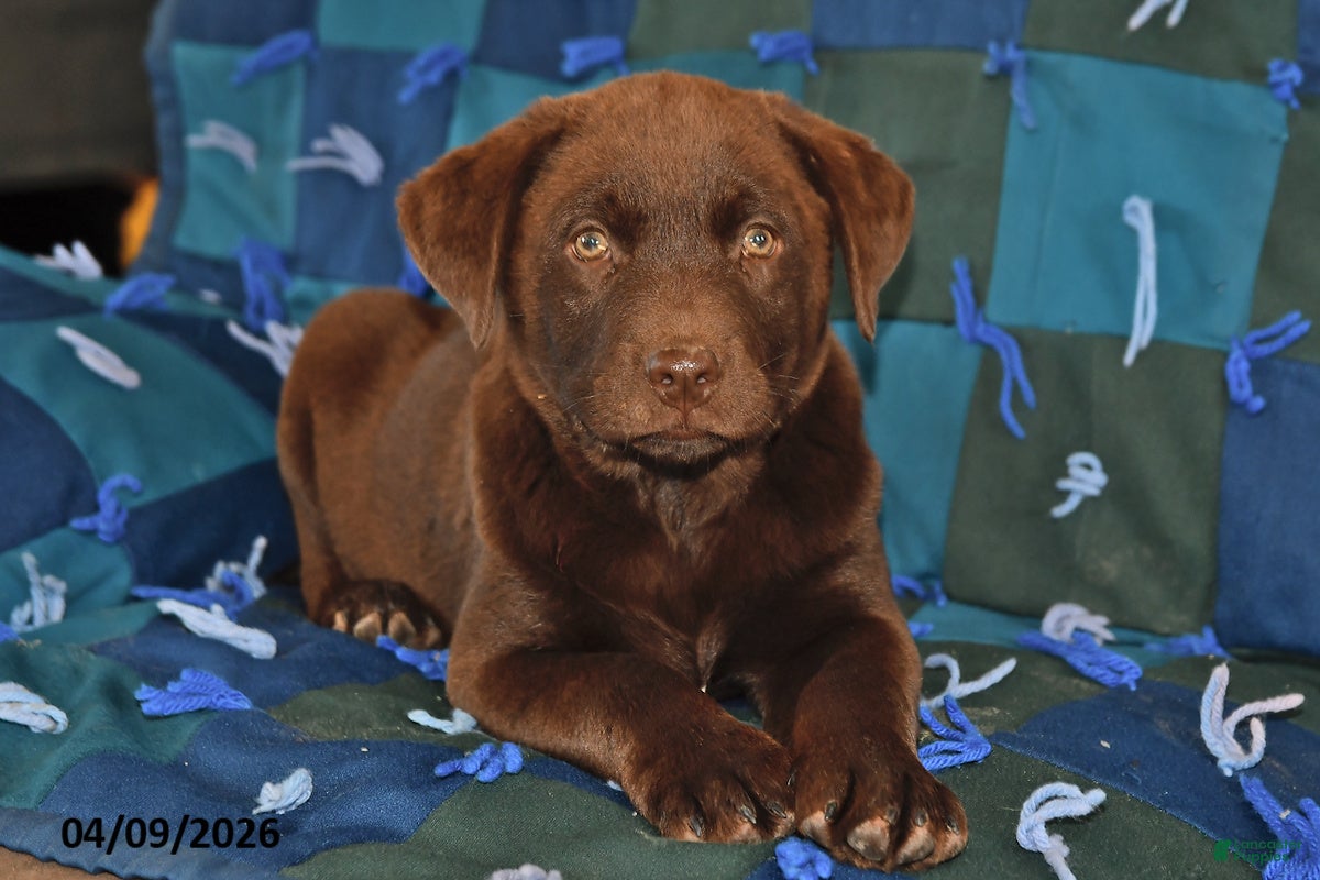 Mixed Breed dogs Cash - Ad 2