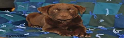 Mixed Breed dogs for sale: Cash - Ad 2