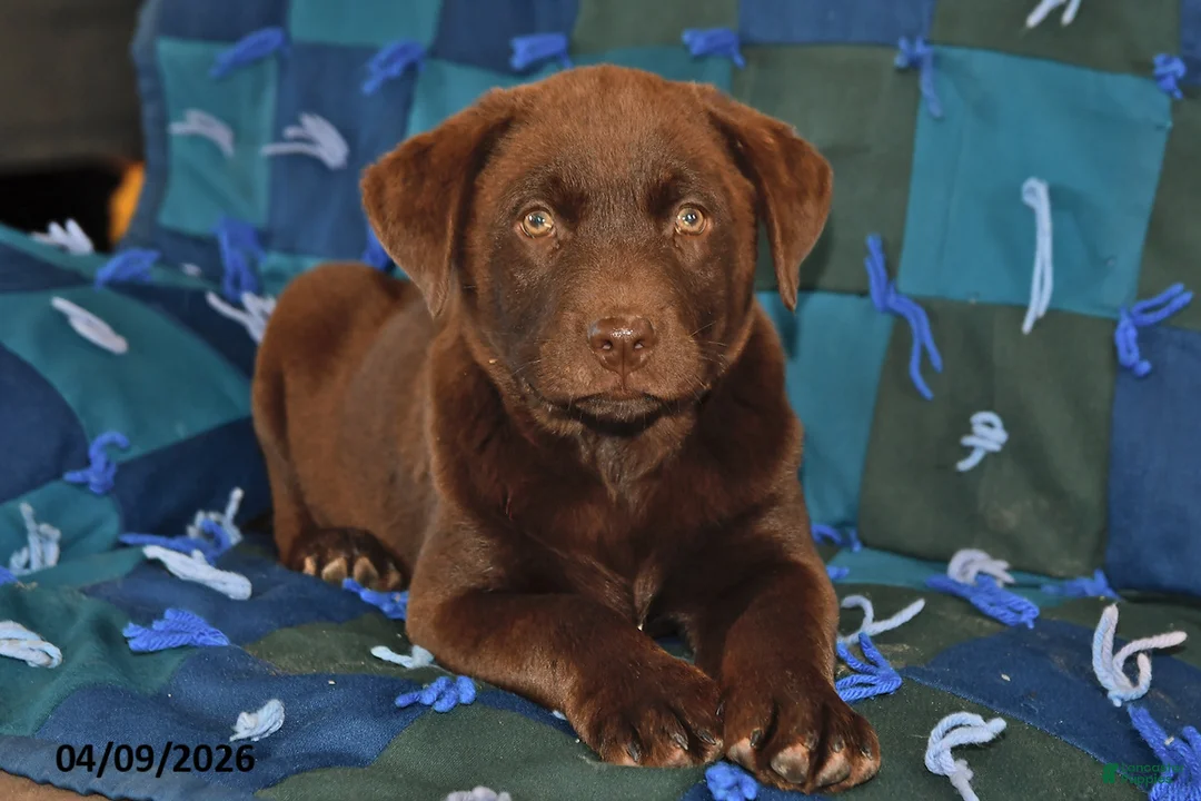 Mixed Breed dogs for sale: Cash - Ad 2
