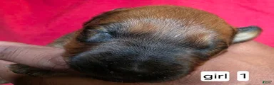 Mixed Breed 1