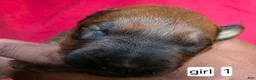 Mixed Breed dogs for sale: Mixed Breed 1 - Ad 1