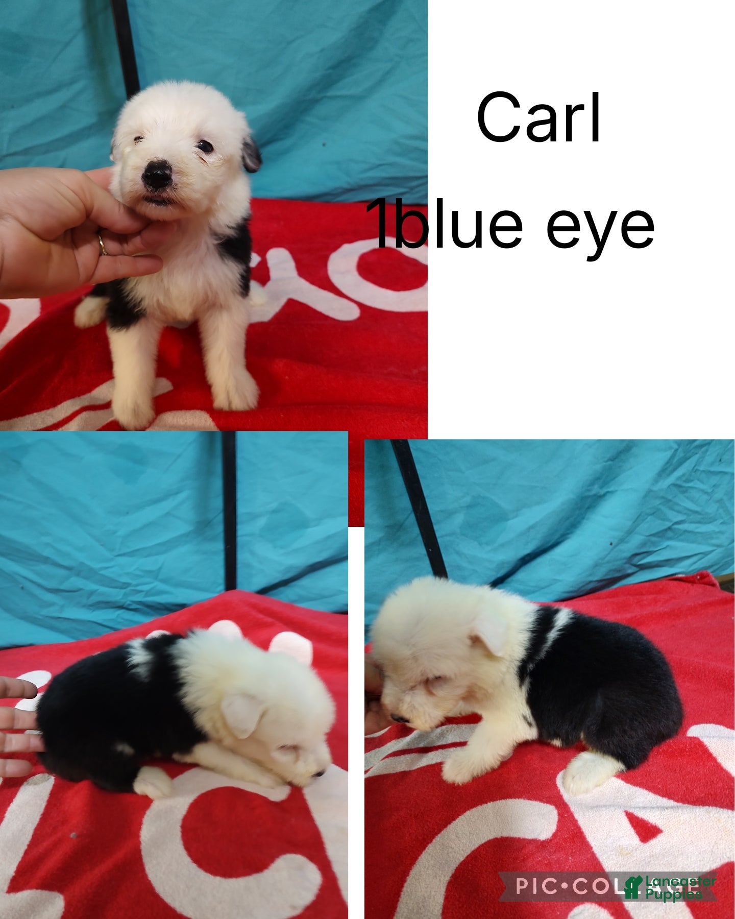 Old English Sheepdog dogs Old English Sheepdog Puppy 5 - Ad 1