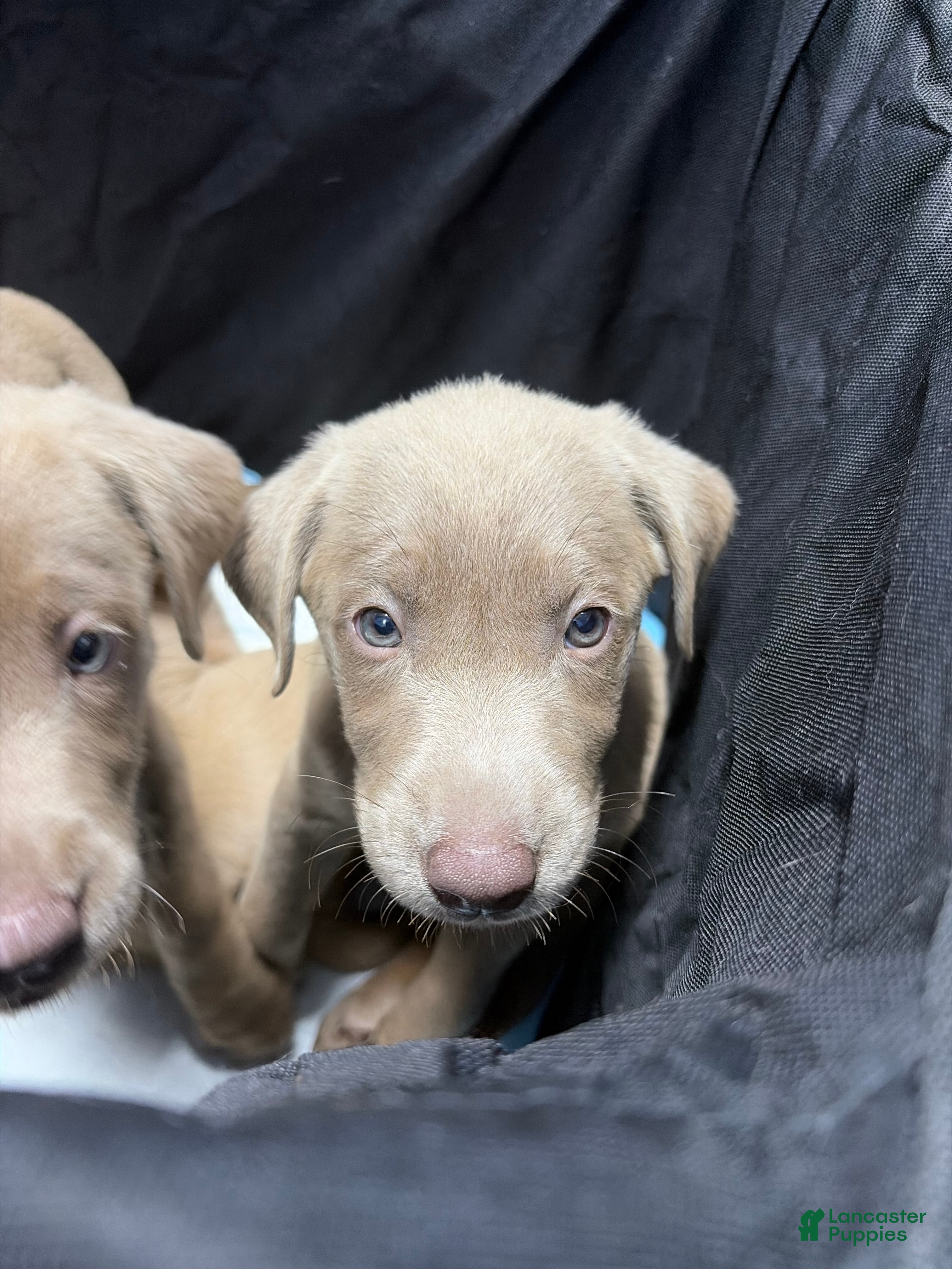 Labrador Retriever dogs Lime green female - Ad 2