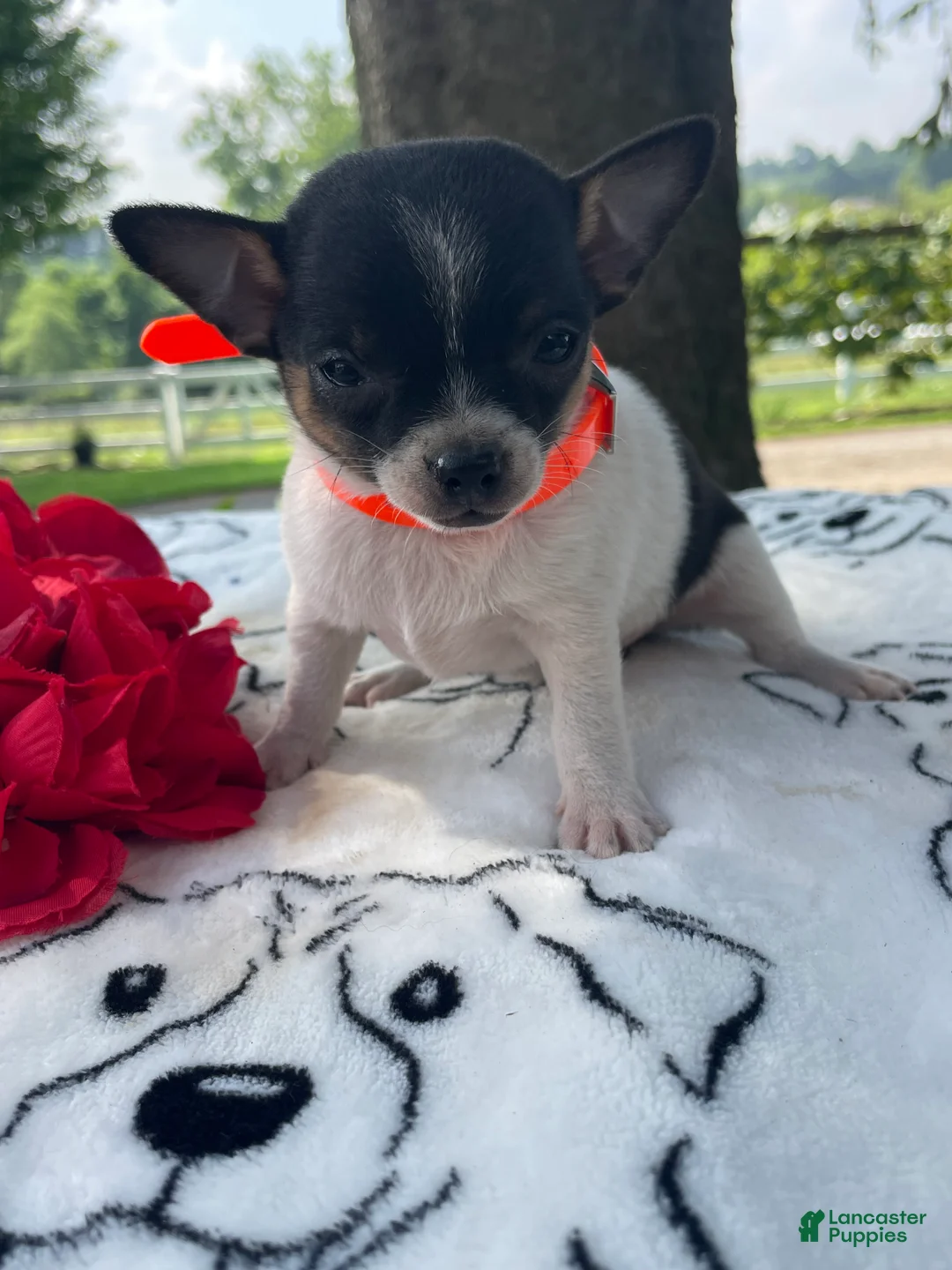 Chihuahua dogs for sale: Ziggy - Ad 4