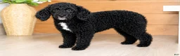 Mixed Breed dogs for sale: Ember - Ad 5