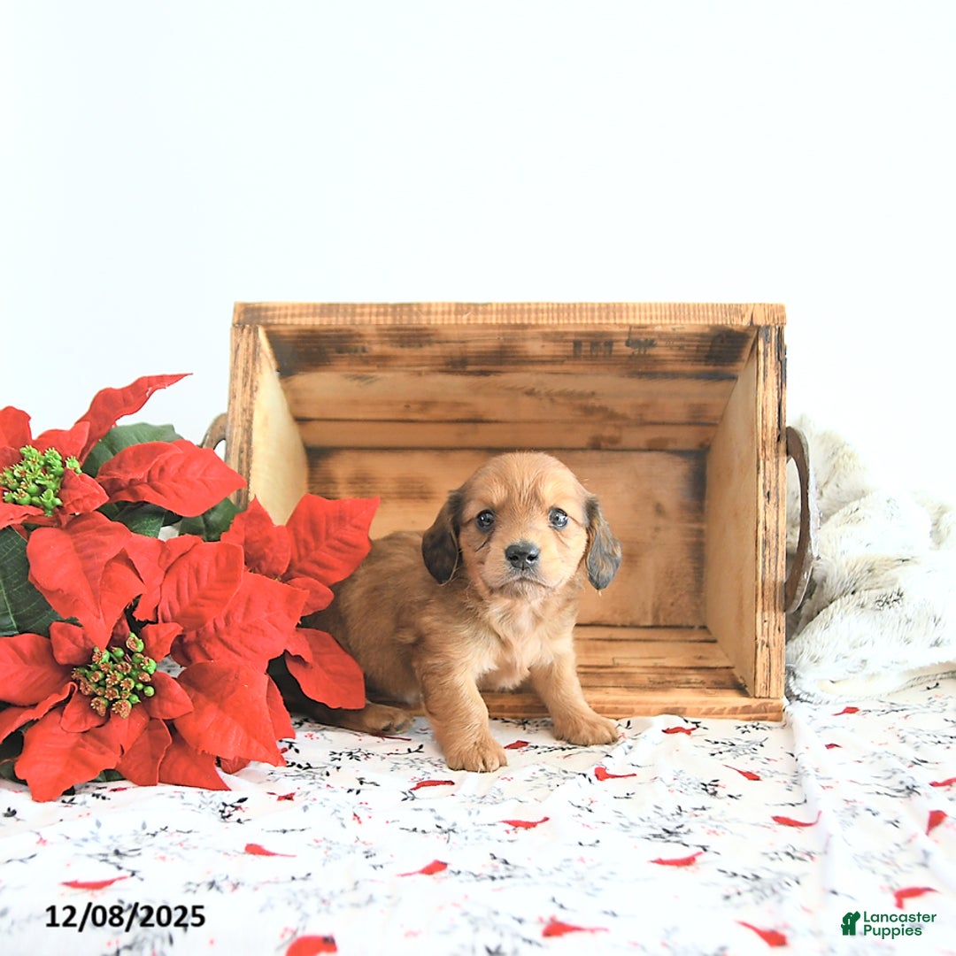 Miniature Dachshund dogs for sale: Cameron - Ad 5