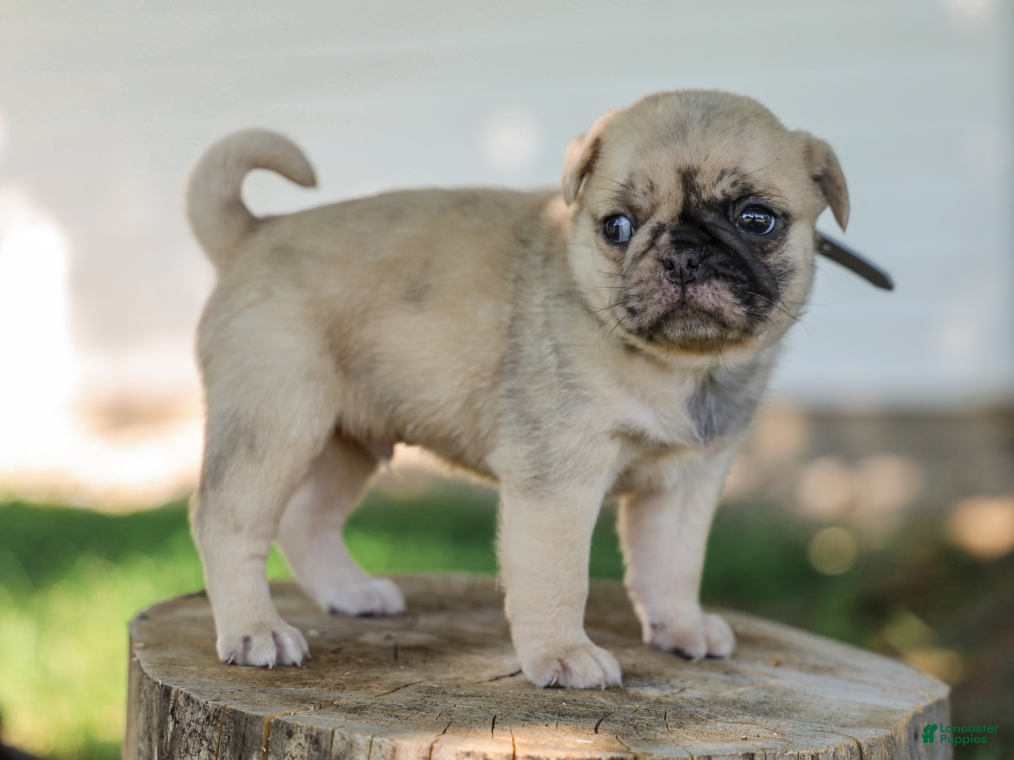 Pug dogs Arlin Purebred Pug - Ad 1