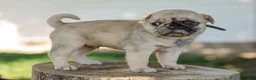 Pug dogs for sale: Arlin Purebred Pug - Ad 3