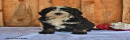 Bernedoodle dogs for sale: Cyrus - Ad 3