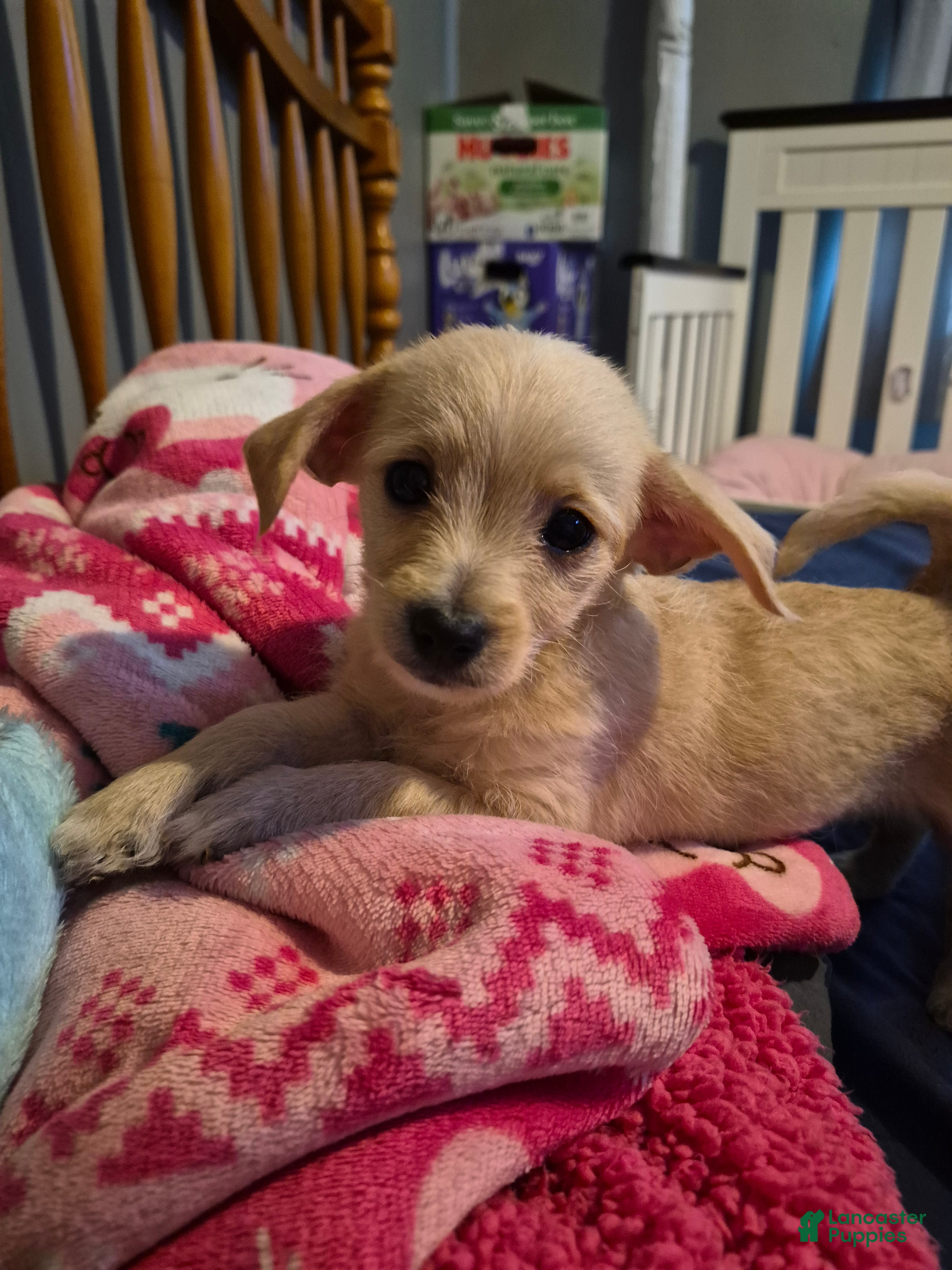 Chipoo dogs  Puppy 1 - Ad 1