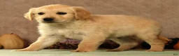 Golden Retriever dogs for sale: Spencer - Ad 7