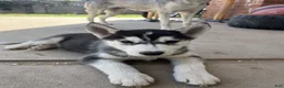 Siberian Husky dogs for sale: Siberian Husky Puppy 1 - Ad 3