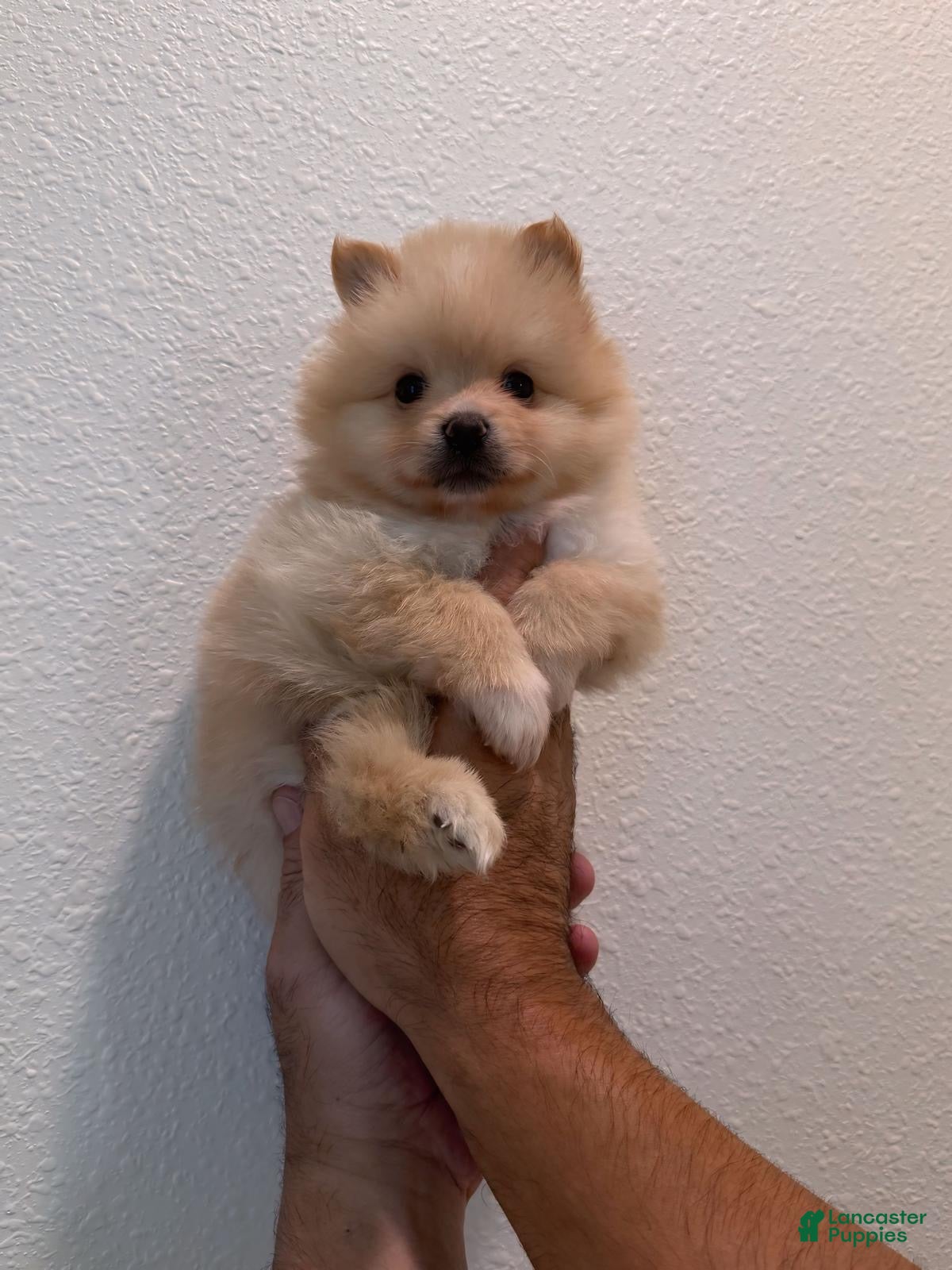 Pomeranian dogs Pomeranian Puppy 2 - Ad 26