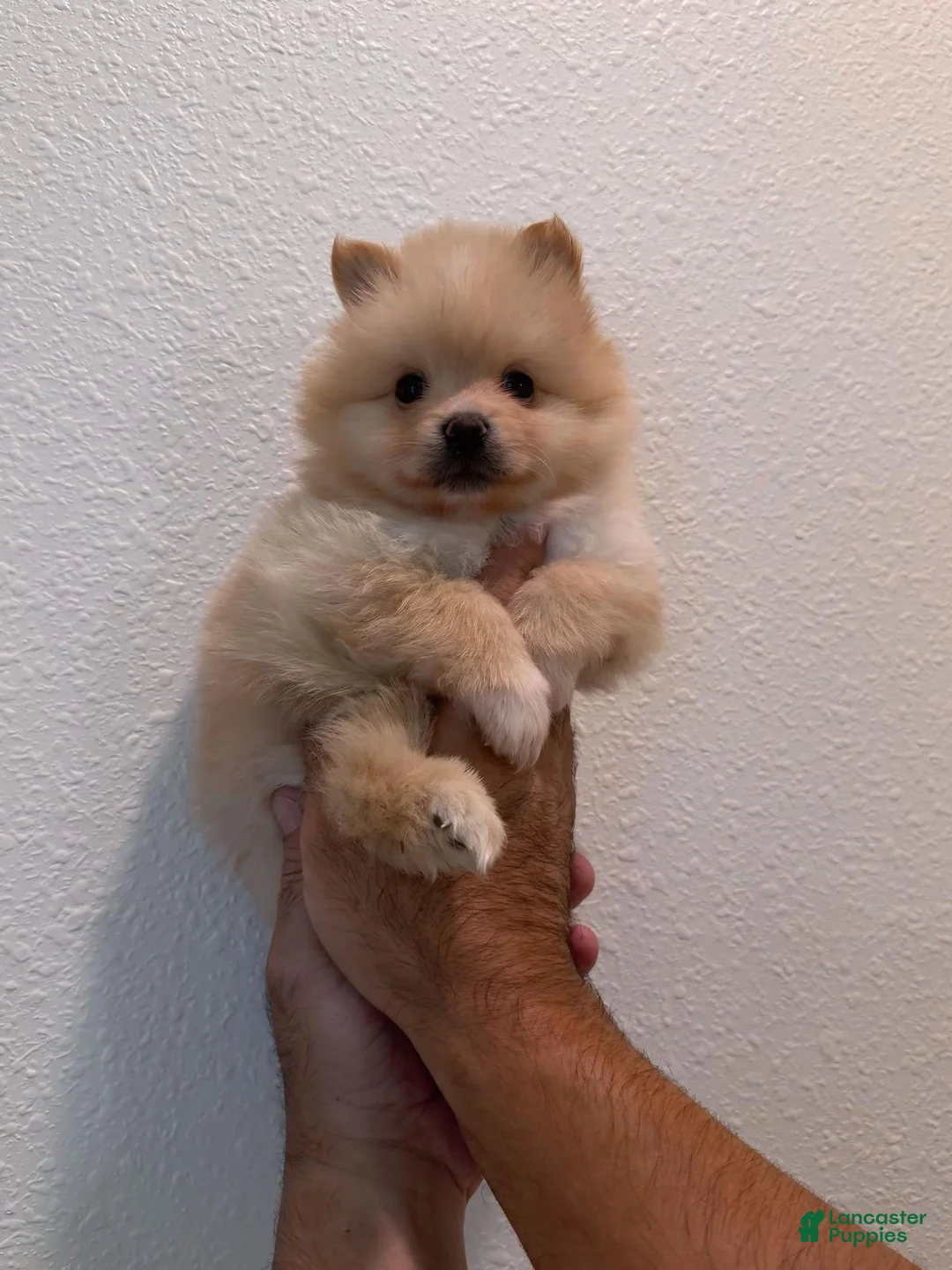 Pomeranian dogs for sale: Pomeranian Puppy 2 - Ad 1