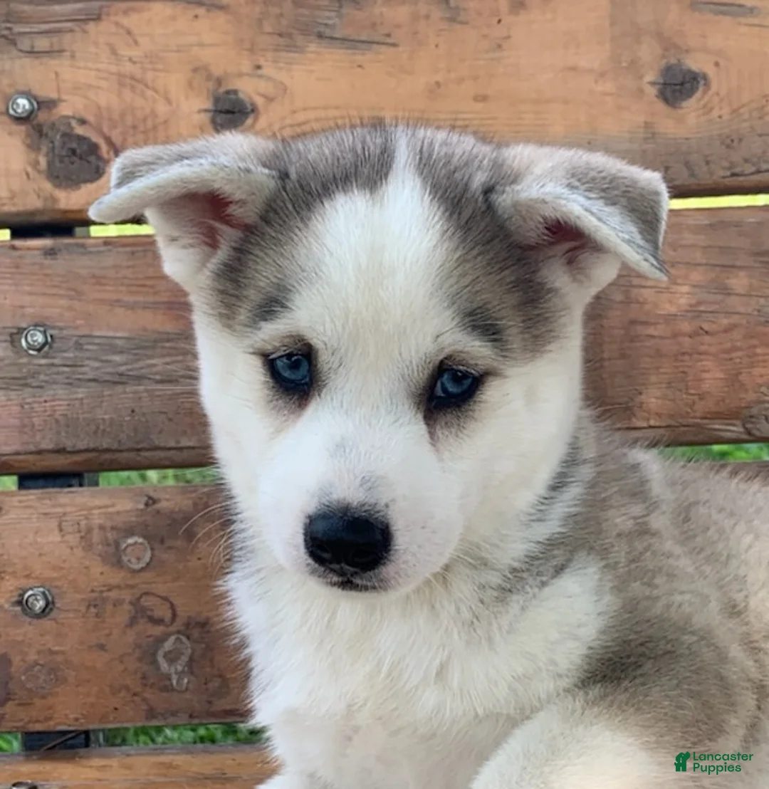 Alaskan Husky dogs for sale: Sabre - Ad 2