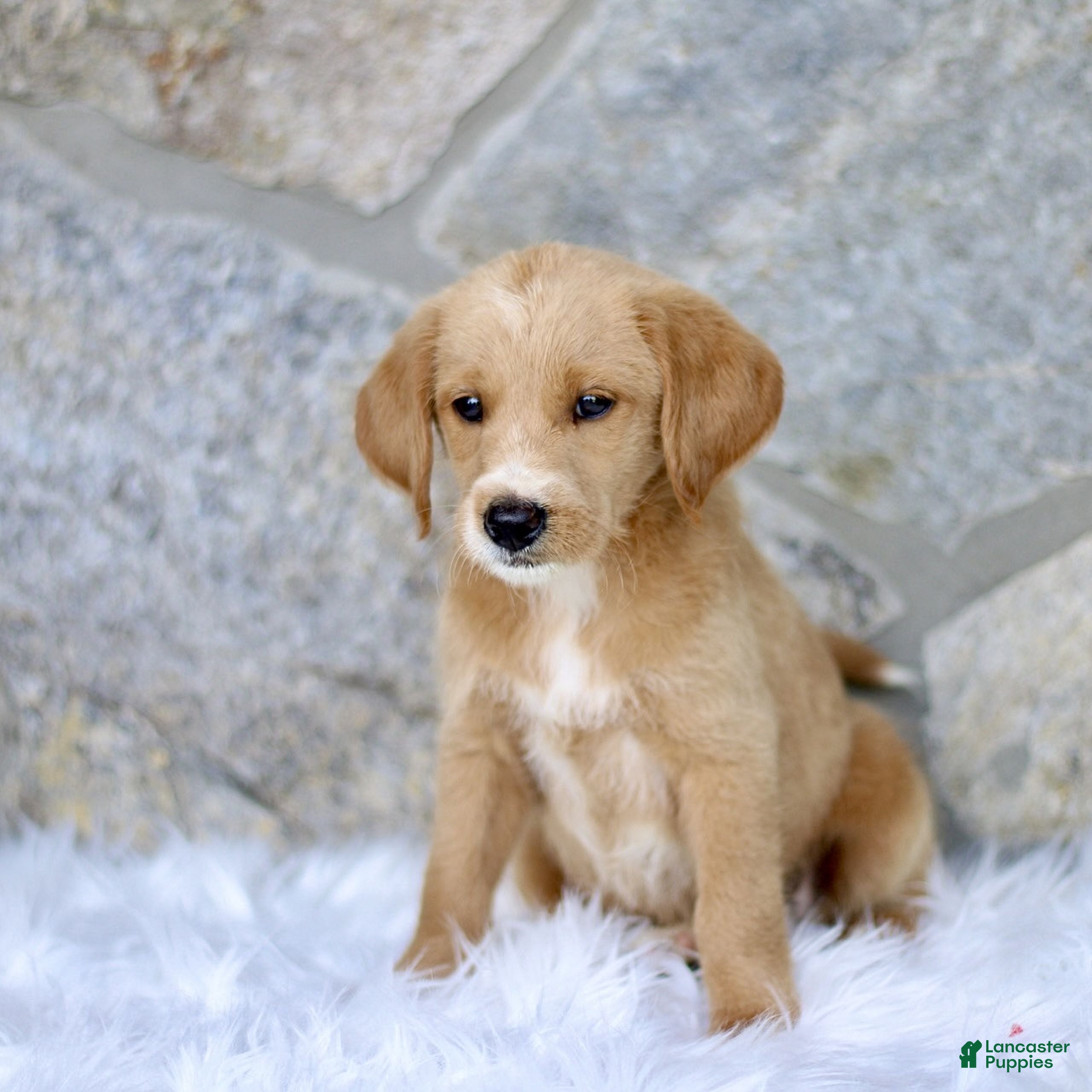Labradoodle dogs Colton  - Ad 2