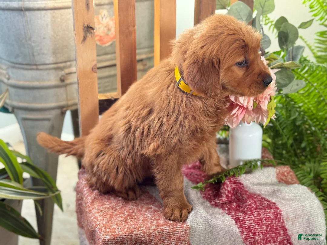 Golden Retriever dogs for sale: Redd - Ad 3
