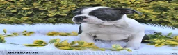 Boston Terrier dogs for sale: Winston - Ad 4