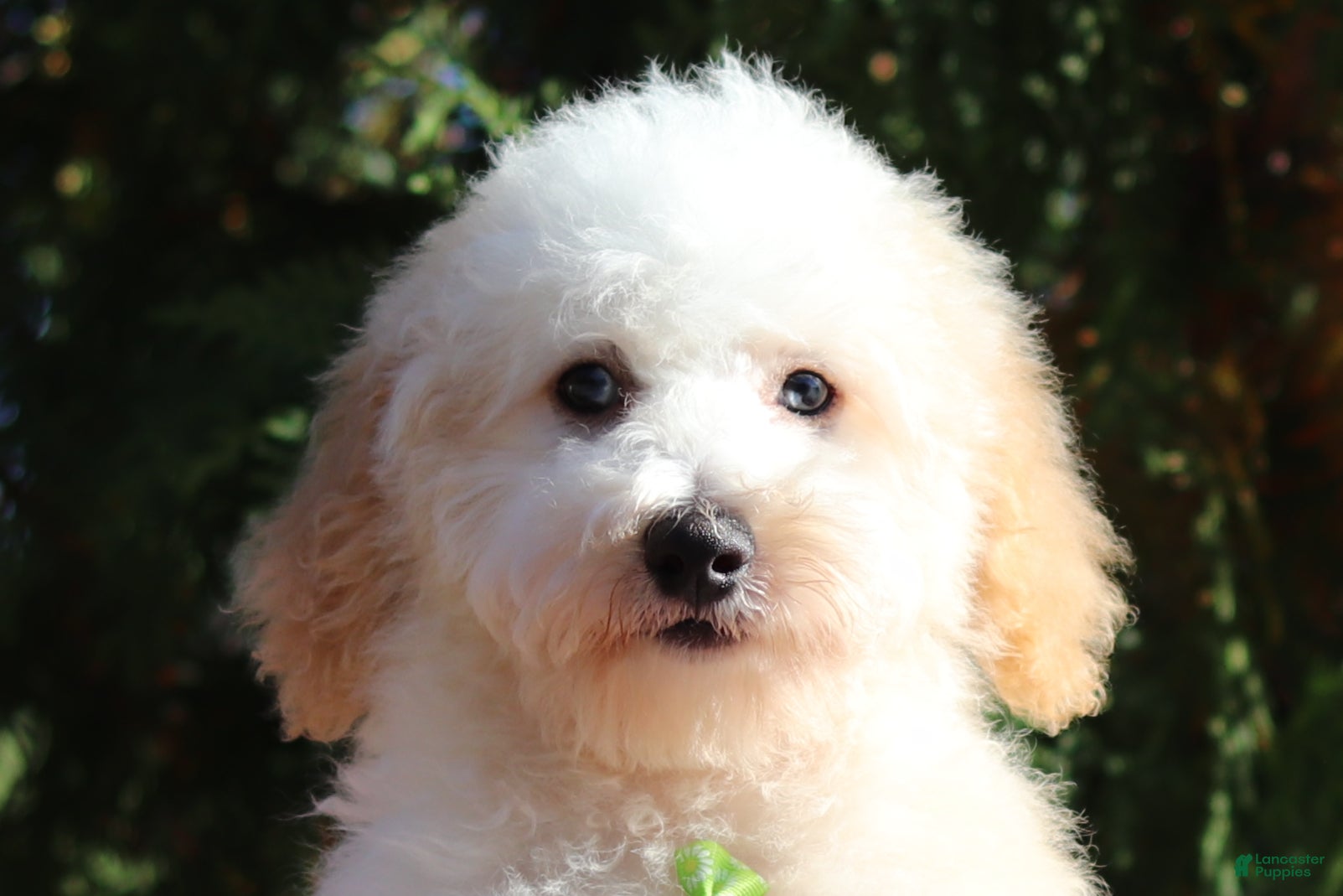 Miniature Poodle dogs Monty (AKC) - Ad 2