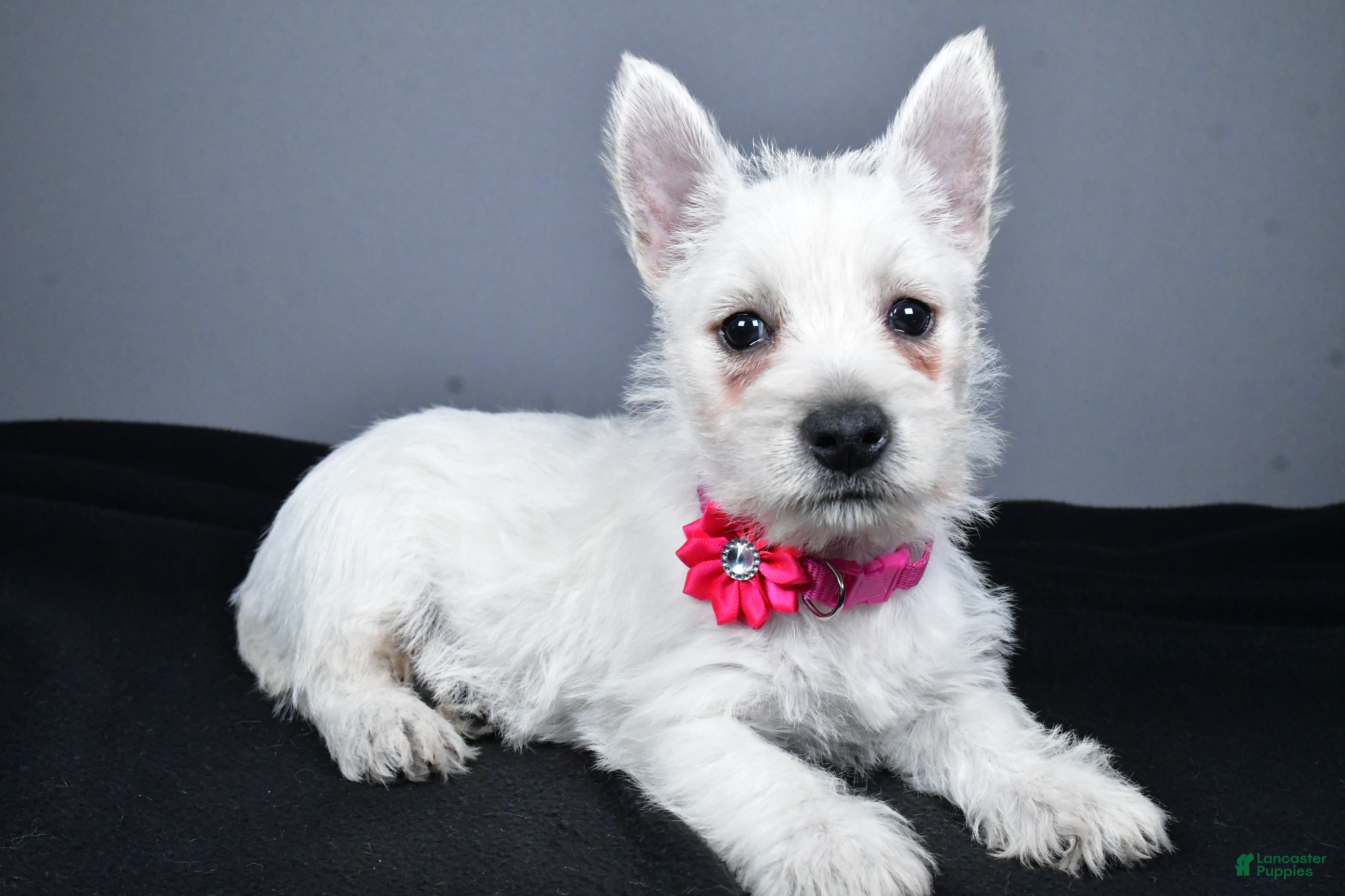 West Highland Terrier dogs Cloe - Ad 1